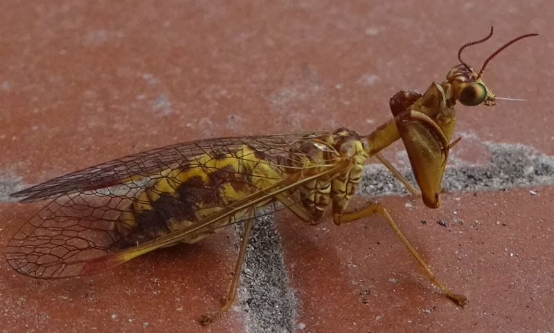 Mantispa styriaca - Mantispidae